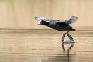 Blässhuhn Fulica atra