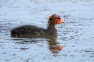 Blässhuhn Fulica atra