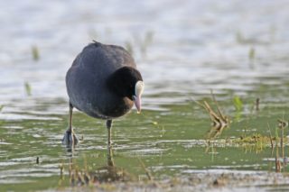 Blässhuhn Fulica atra