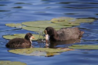 Blässhuhn Fulica atra