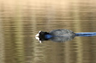 Blässhuhn Fulica atra