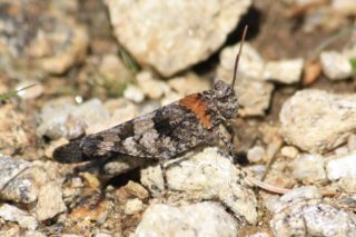 Blauflüglige Ödlandschrecke Oedipoda caerulescens