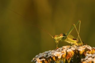 Gestreifte Zartschrecke Leptophyes albovittata