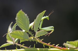 Gottesanbeterin - Mantis religiosa