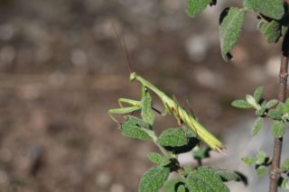 Gottesanbeterin - Mantis religiosa