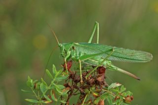 Grünes Heupferd Tettigonia viridissima