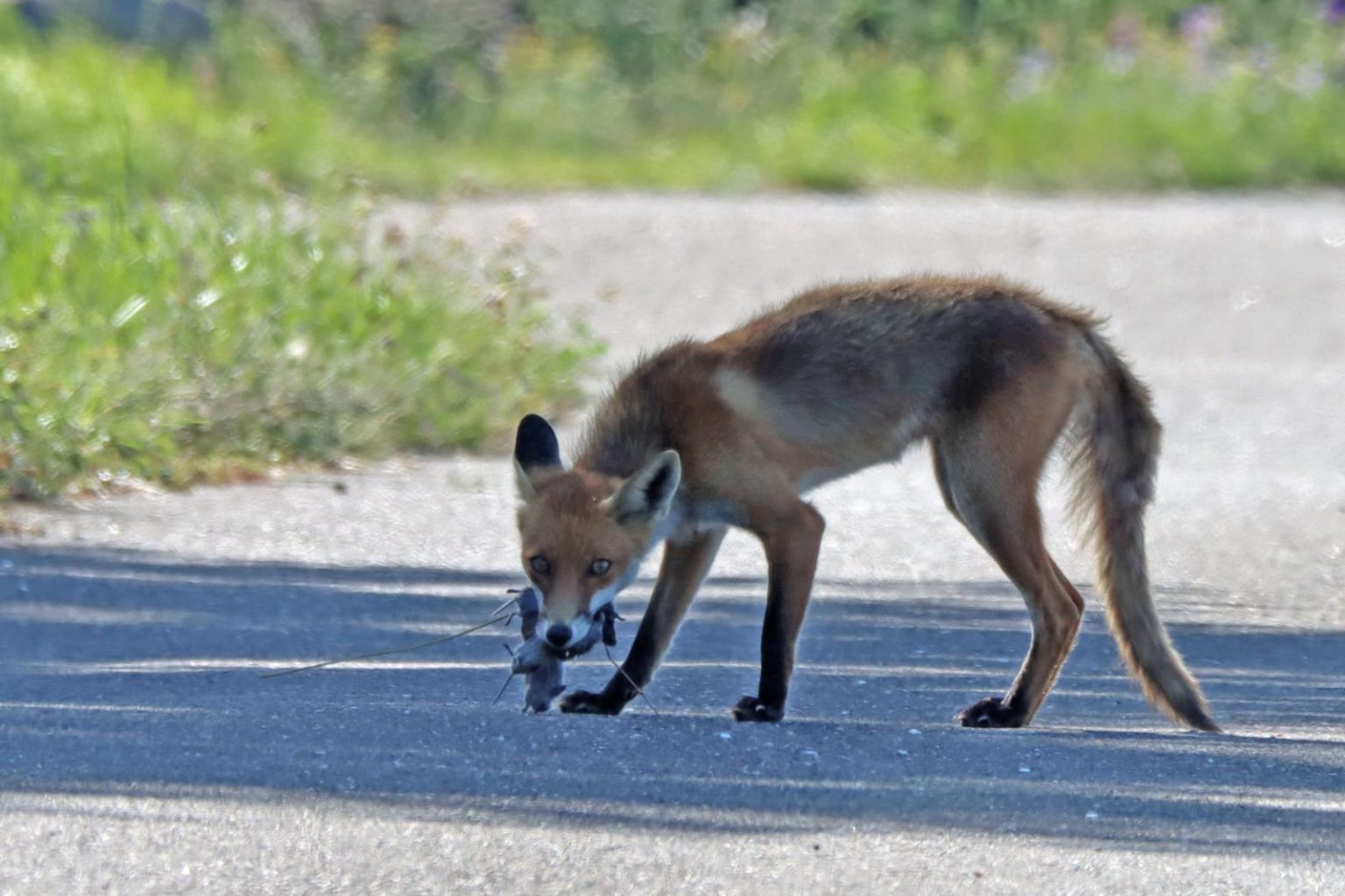 Rotfuchs Vulpes vulpes