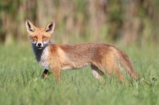 Rotfuchs Vulpes vulpes