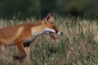 Rotfuchs Vulpes vulpes