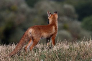 Rotfuchs Vulpes vulpes