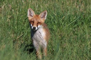 Rotfuchs Vulpes vulpes