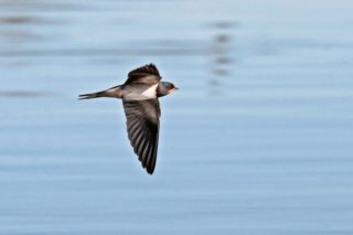 Rauchschwalbe Hirundo rustica