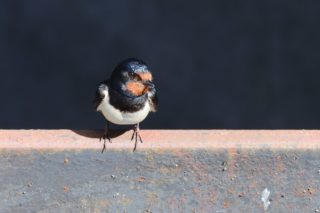 Rauchschwalbe Hirundo rustica