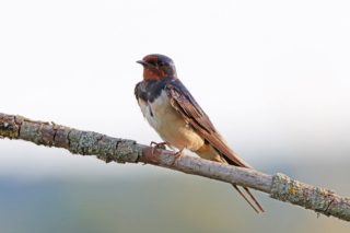 Rauchschwalbe Hirundo rustica