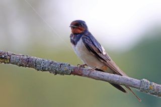 Rauchschwalbe Hirundo rustica