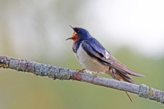 Rauchschwalbe Hirundo rustica