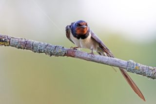 Rauchschwalbe Hirundo rustica