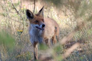 Rotfuchs Vulpes vulpes