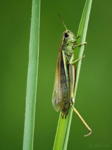 Sumpfschrecke - Stethophyma grossum