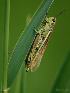 Sumpfschrecke - Stethophyma grossum