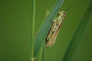 Sumpfschrecke - Stethophyma grossum