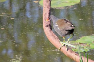 Teichhuhn Gallinula chloropus