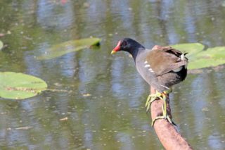 Teichhuhn Gallinula chloropus