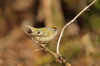 Wintergoldhähnchen Regulus regulus