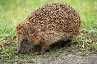 Igel Erinaceus europaeus