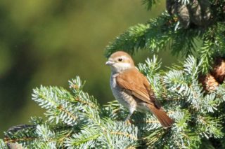 Neuntöter Rotrückenwürger Lanius collurio