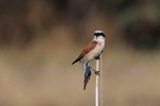 Neuntöter Rotrückenwürger Lanius collurio