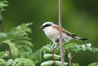 Neuntöter Rotrückenwürger Lanius collurio