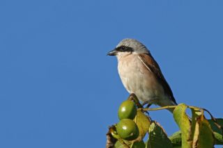 Neuntöter Rotrückenwürger Lanius collurio
