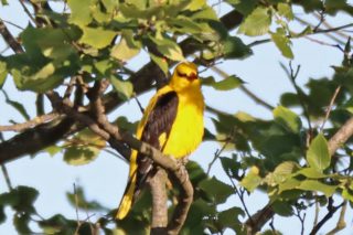 Pirol Oriolus oriolus ♂ 