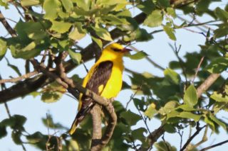 Pirol Oriolus oriolus ♂ 