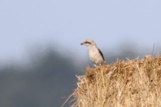 Raubwürger Lanius excubitor