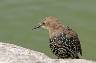 Star Sturnus vulgaris 