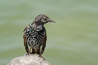 Star Sturnus vulgaris 