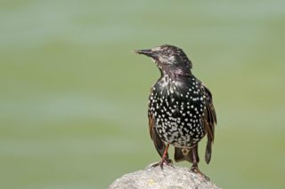 Star Sturnus vulgaris 