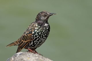 Star Sturnus vulgaris