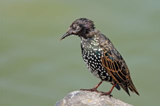 Star Sturnus vulgaris