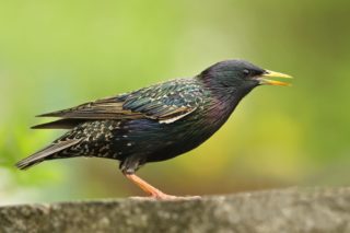 Star Sturnus vulgaris