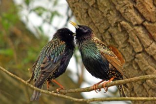 Star Sturnus vulgaris