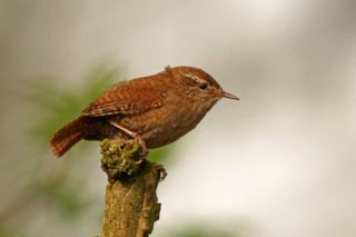 Zaunkönig Troglodytes troglodytes