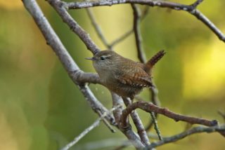 Zaunkönig Troglodytes troglodytes