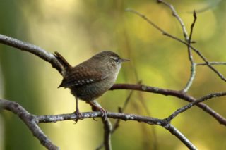 Zaunkönig Troglodytes troglodytes