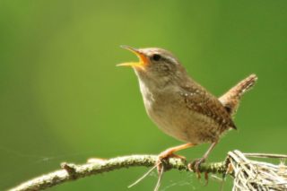 Zaunkönig Troglodytes troglodytes