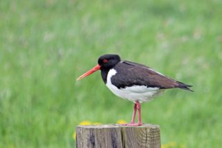 Austernfischer Haematopus ostralegus