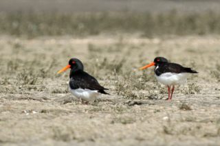 Austernfischer Haematopus ostralegus