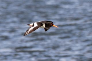 Austernfischer Haematopus ostralegus